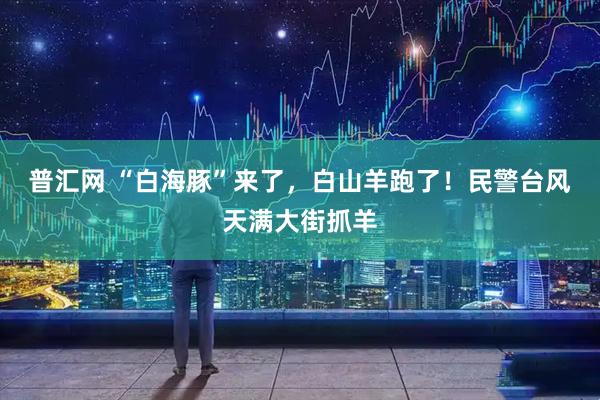 普汇网 “白海豚”来了，白山羊跑了！民警台风天满大街抓羊